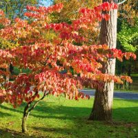 Fall foliage at Hillbrook Inn