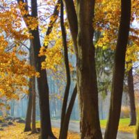 Fall Trees While Hiking in West Virginia
